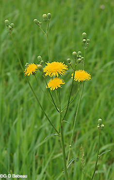 Field Sow Thistle plant