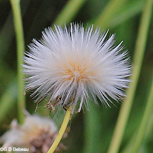Field Sow thistle seed head