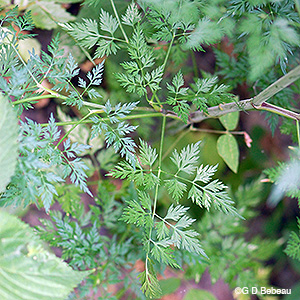 fool's parsley leaf