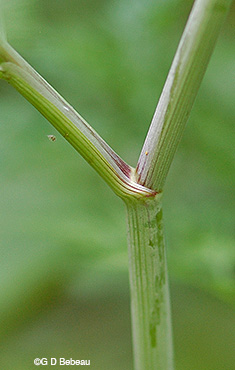 Fool's Parsley stem