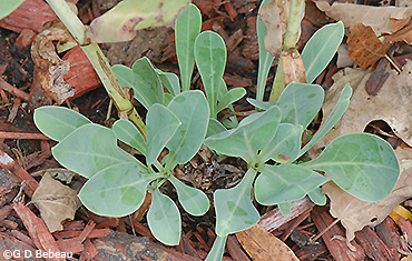 Basal rosette