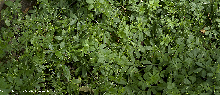 plant group