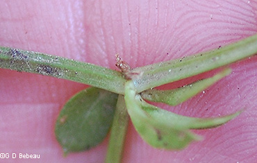 stem node