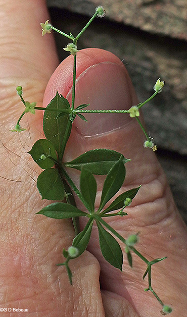 inflorescence