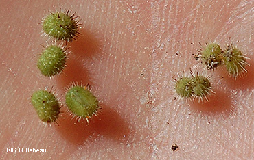 seed capsules