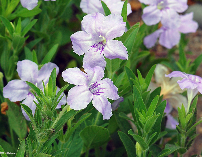 plant group