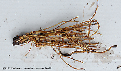 Root