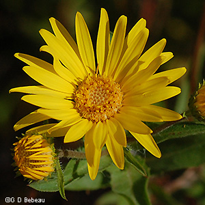 flower detail