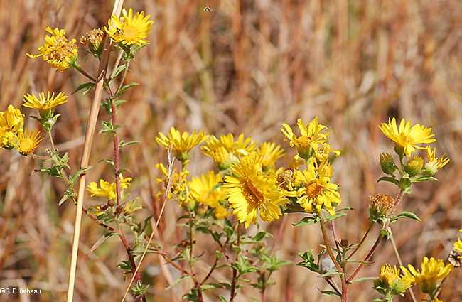 flower group