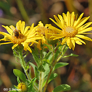 flower heads