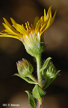 Phyllaries