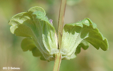 stem leaf