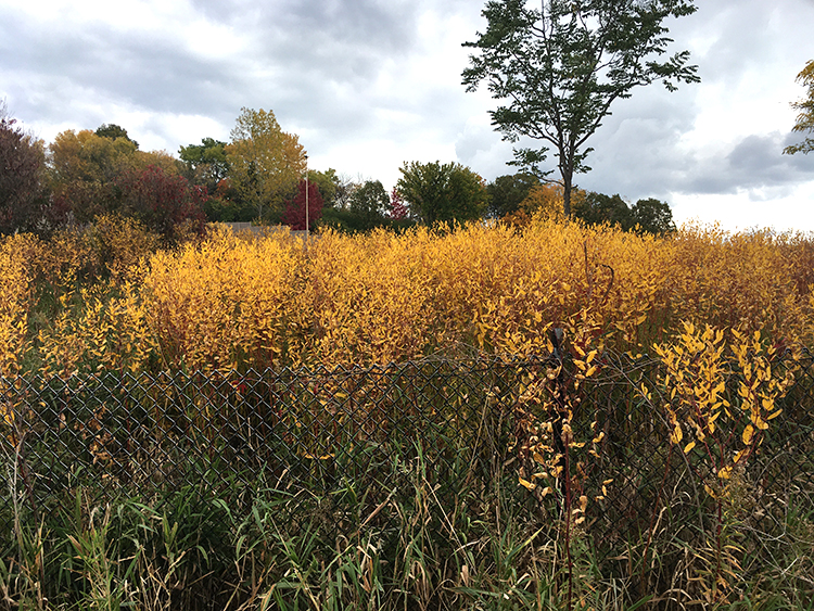 freeway edge fall color