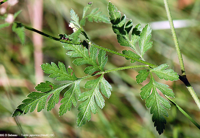 Japanese Hedge Parsley lower leaf