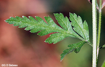 Japanese Hedge Parsley leaf