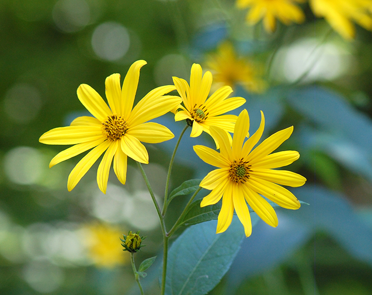 Jerusalem Artichoke flowers