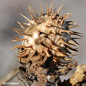 seed pod