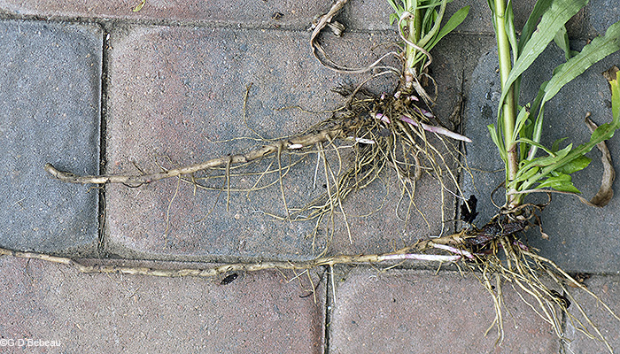 root system