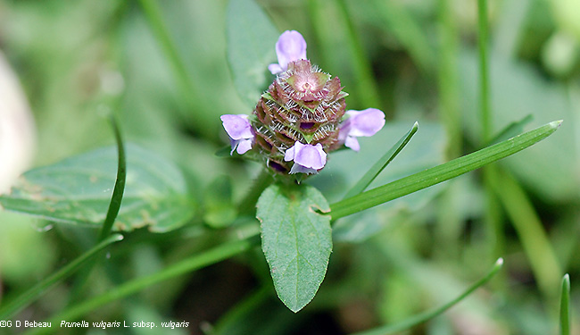 Flower raceme