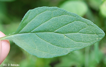 Leaf top side