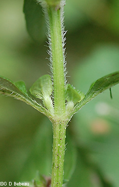 Stem