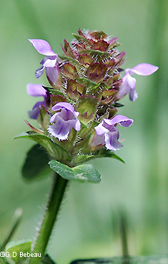 Flower head