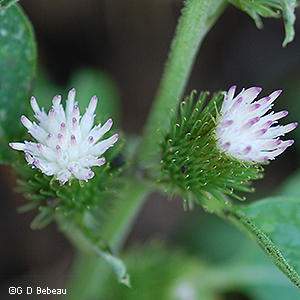 lesser burdock