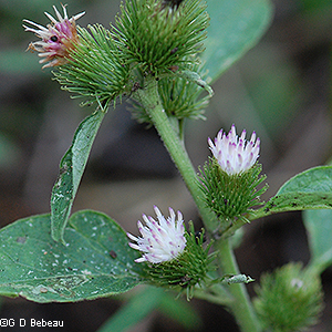 plant with white flowers