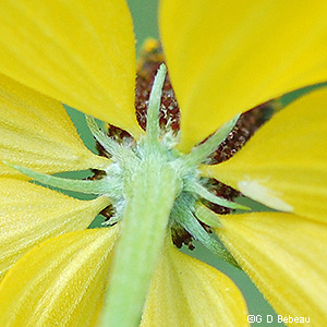 Phyllaries
