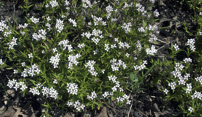 Long leaved Bluet group