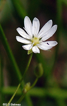 Long-leaved chickweed flower