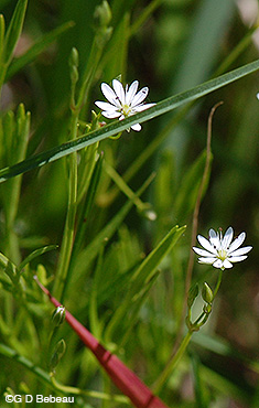 Long-leaved chickweed flower