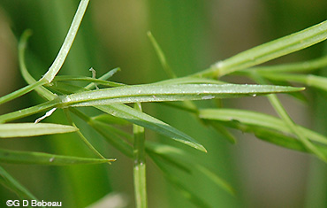 Long-leaf chickweed stem