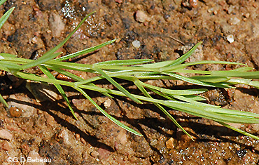 Long-leaf chickweed leaves