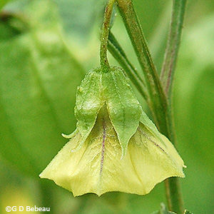 flower calyx