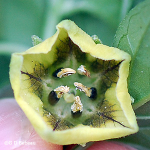 flower corolla