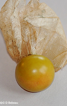 maturing fruit
