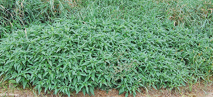 plant group