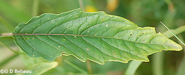 leaf