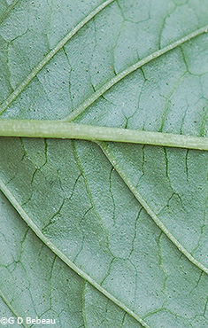 leaf underside