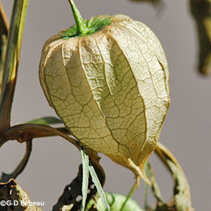maturing pod