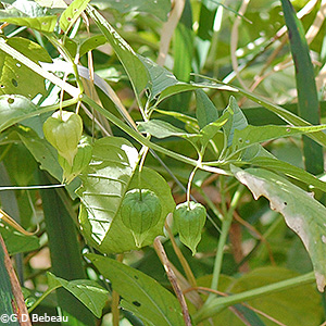 pods