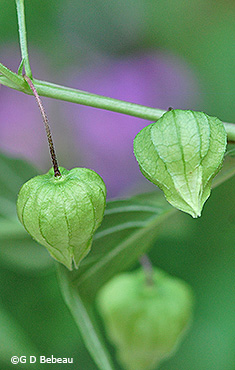 pods