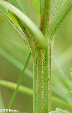 stem