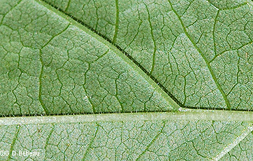leaf underside