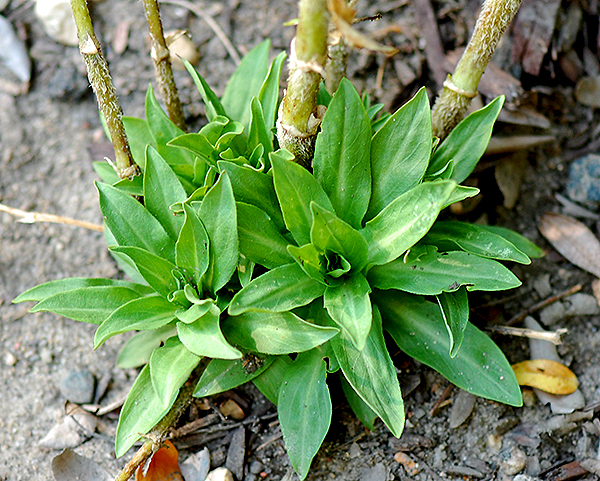 basal rosette