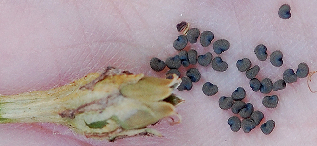 seeds