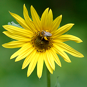 Maximilian flower