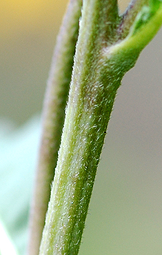 Maximilian stem