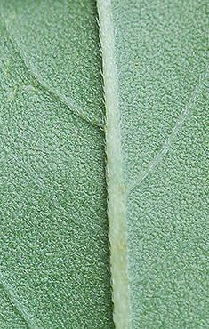 Maximilian leaf  underside
